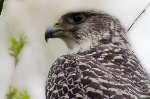 falcon