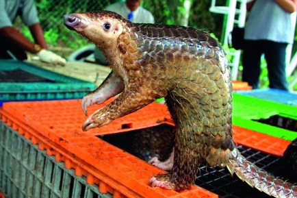 pangolin