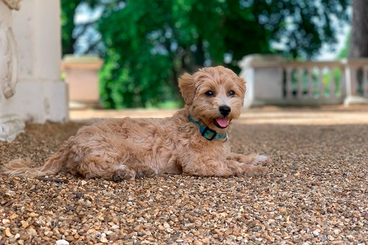 puppy