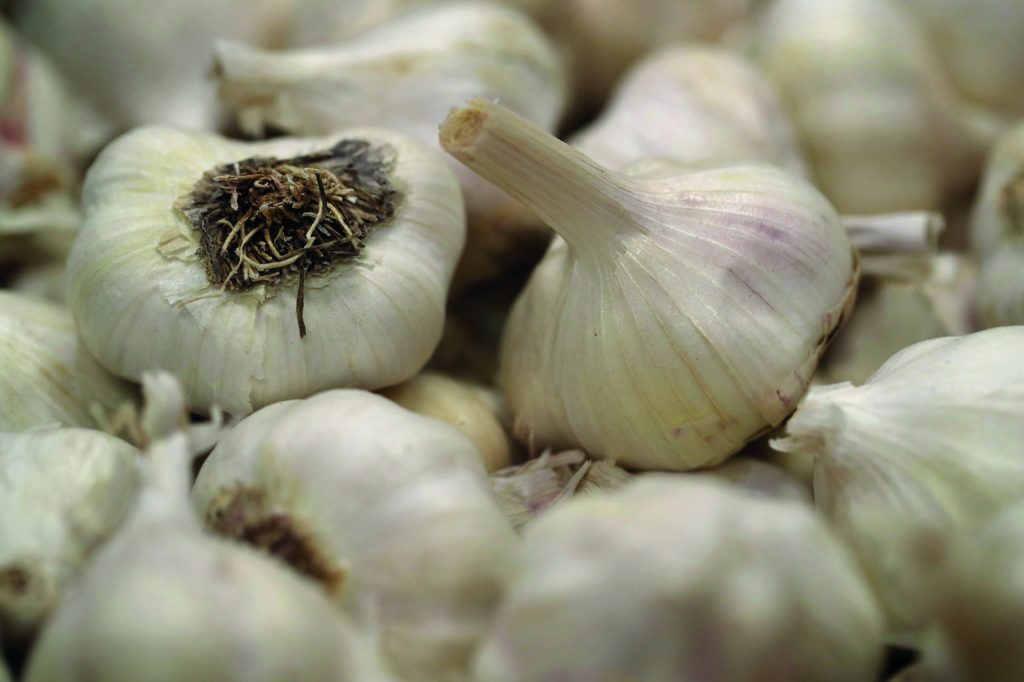 garlic