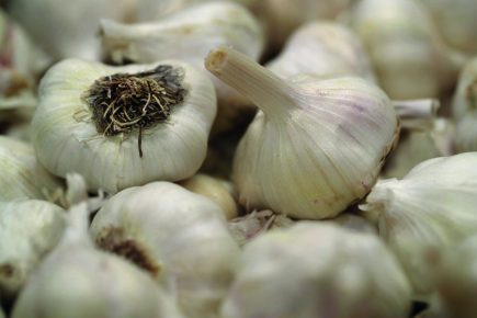 garlic