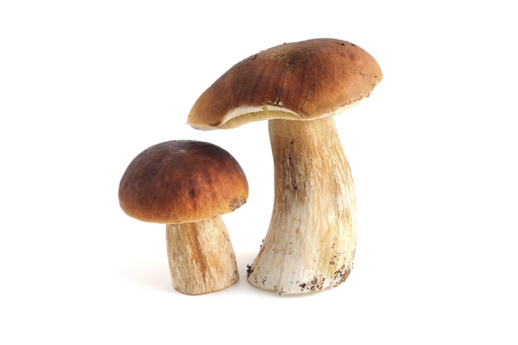 mushrooms