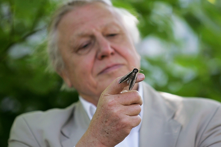 david attenborough