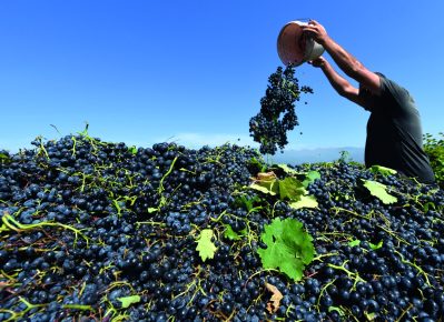 georgian wine