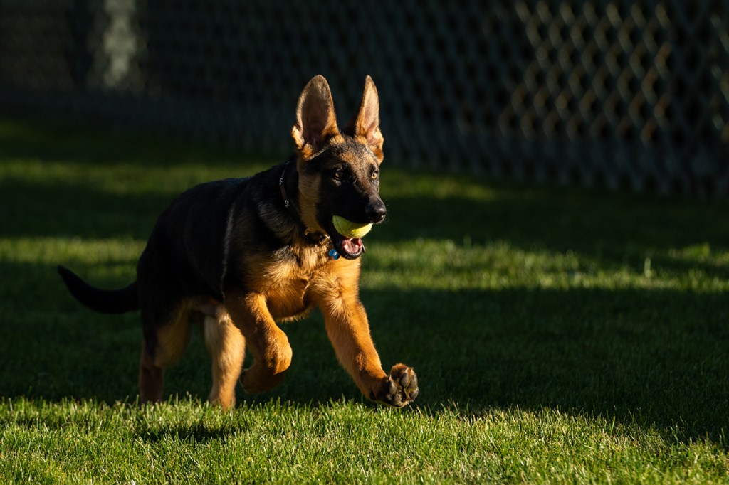 commander biden dog major cat