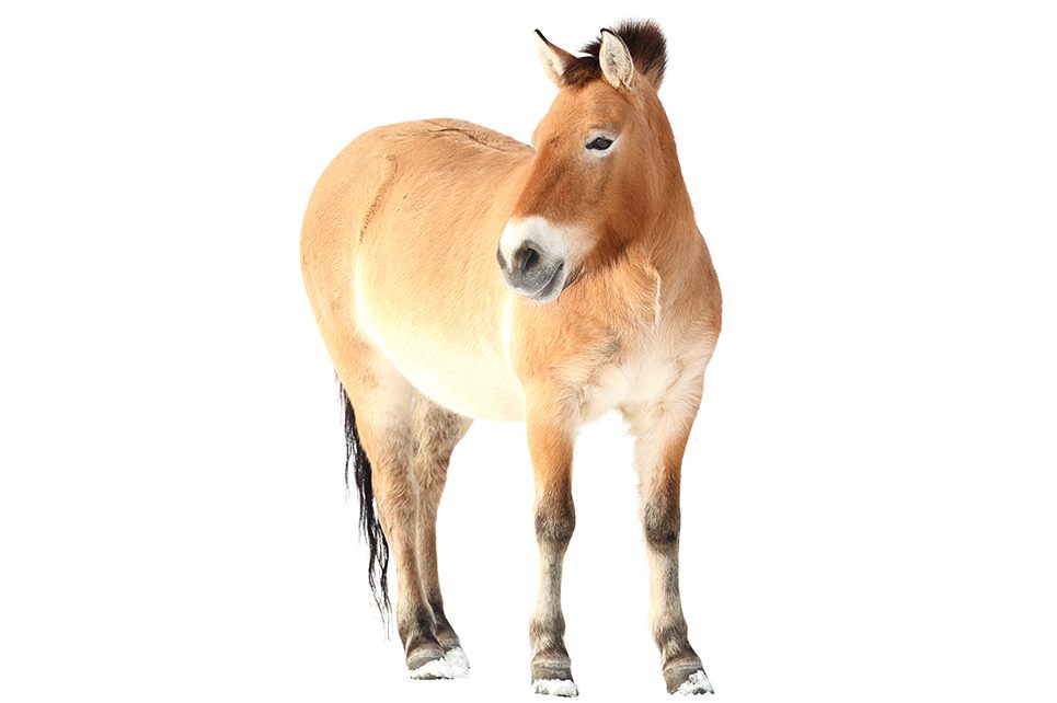 cloning horses