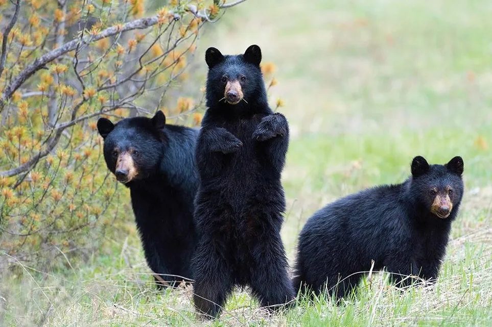 bears