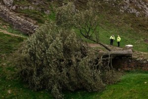 Sycamore Gap tree