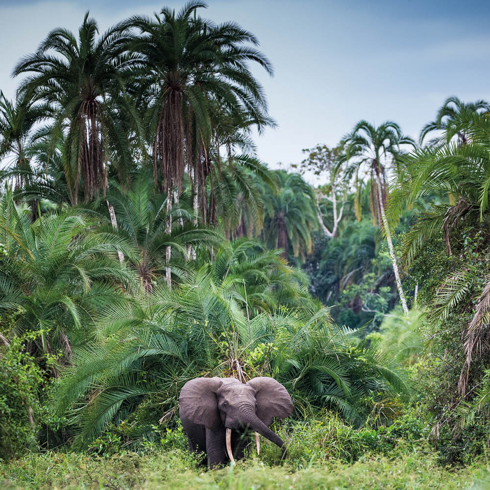 elephants