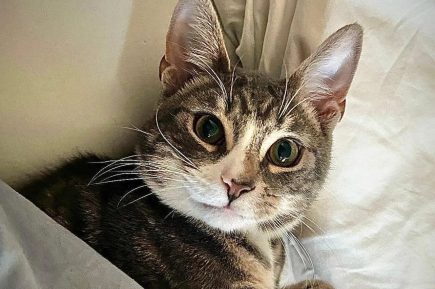 cats