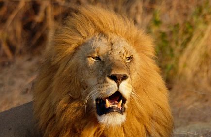 lion